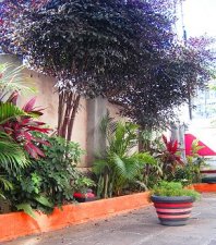 OPEN HOUSE BARRA
